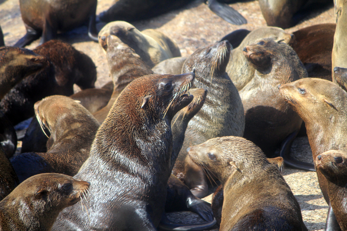 Des otaries à fourrure à Hout Bay