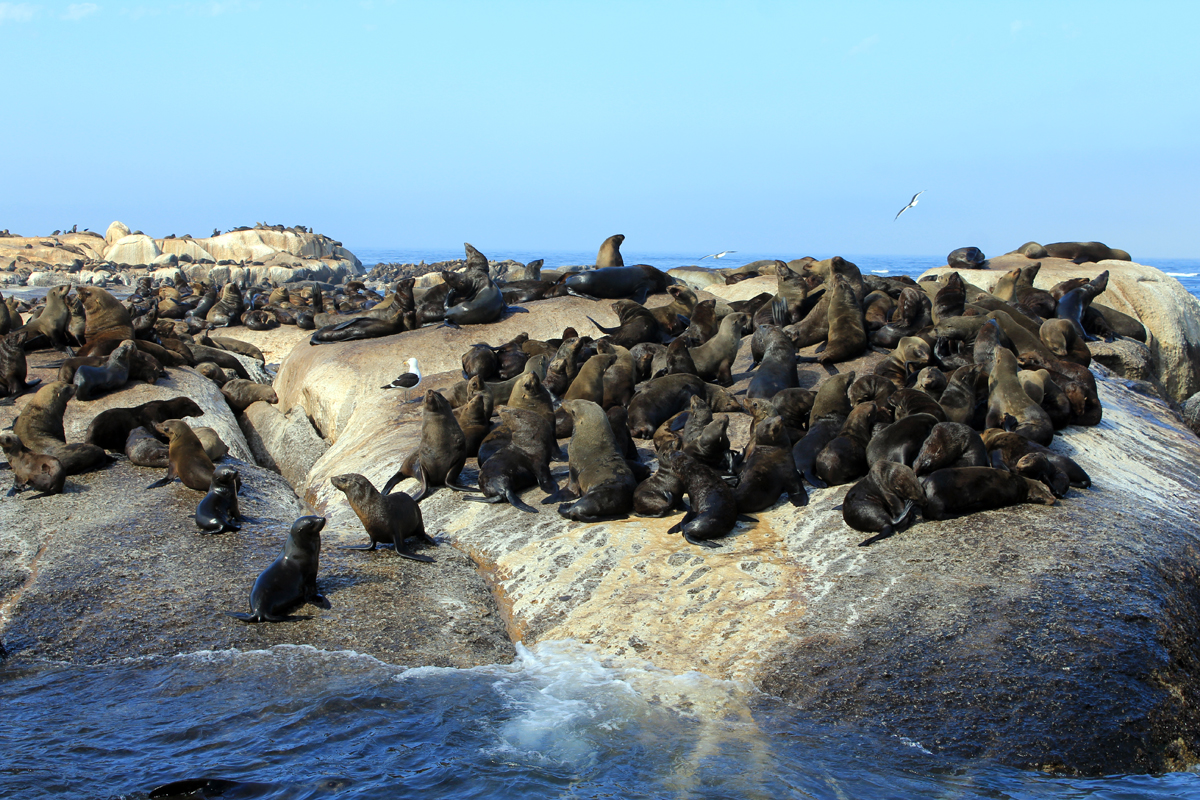 Des otaries à Hout Bay