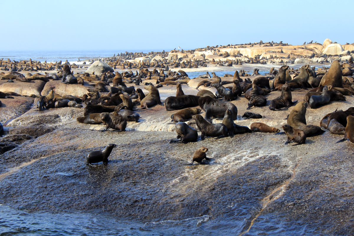 Des otaries sur l'île de Duiker