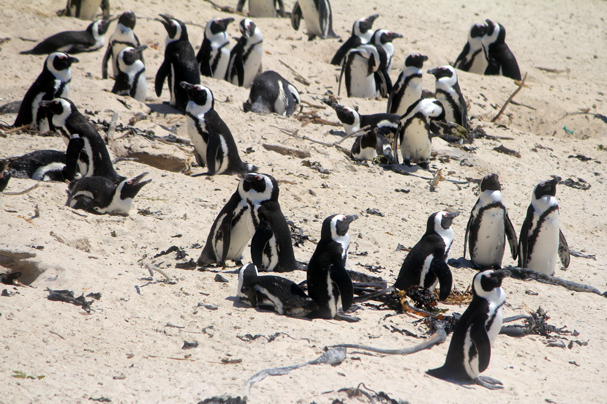 Des manchots du Cap à Boulders beach