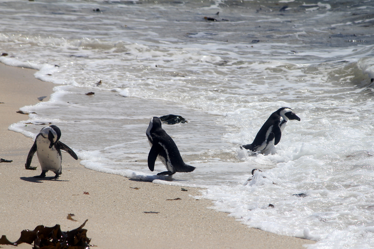 Des manchots à Boulders beach