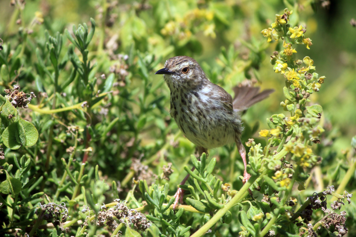 Pipit africain à Boulders beach