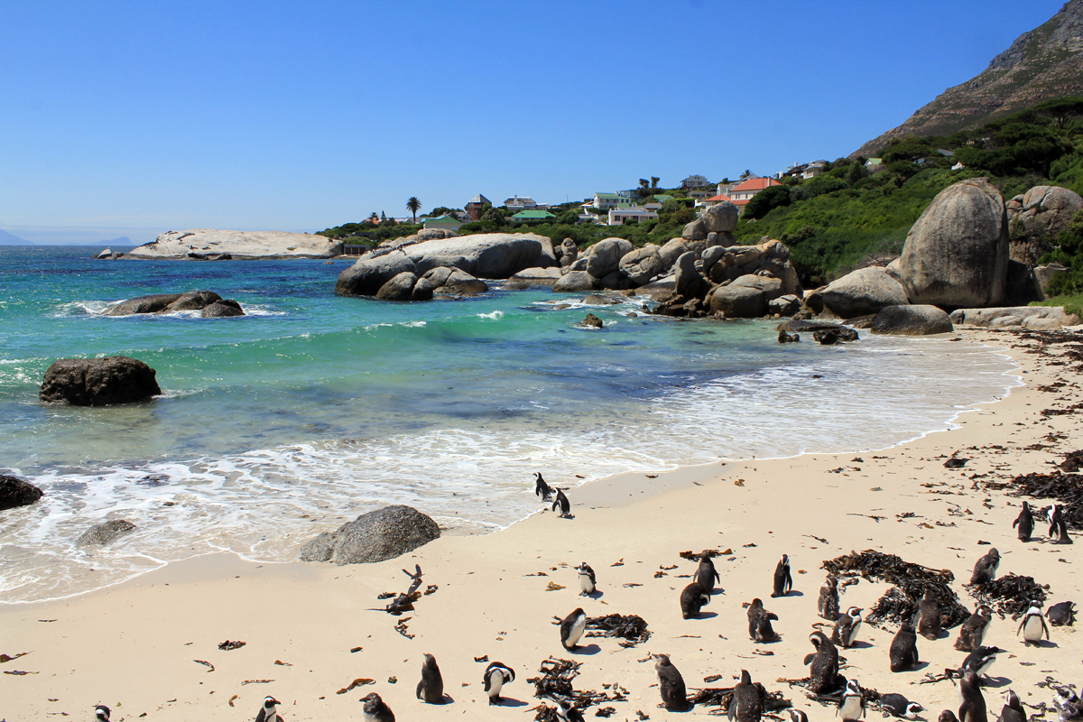 Manchot à Boulders beach en Afrique du Sud