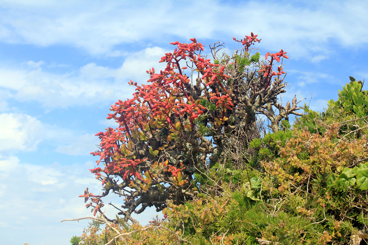 Des plantes au Cap de Bonne-Espérance