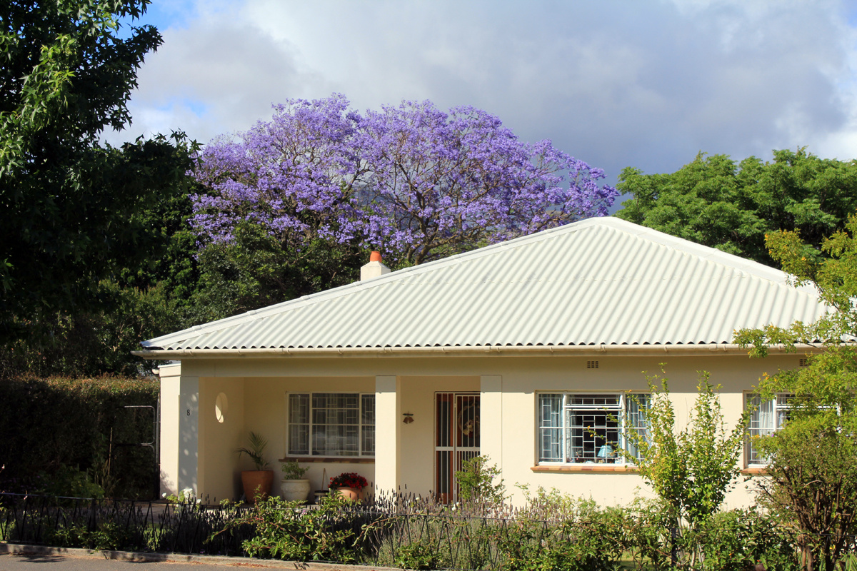 Maison et jacaranda à Franschhoek