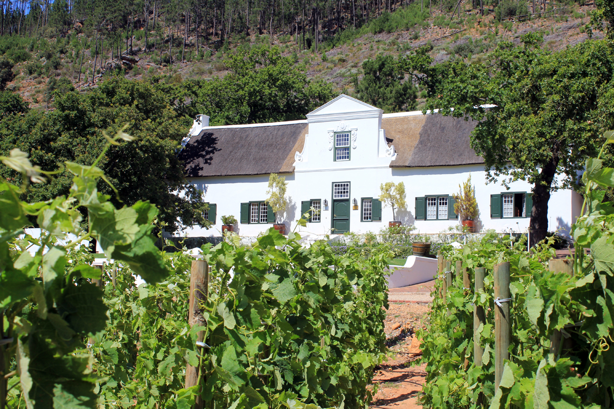 Le vignoble réputé du Cap