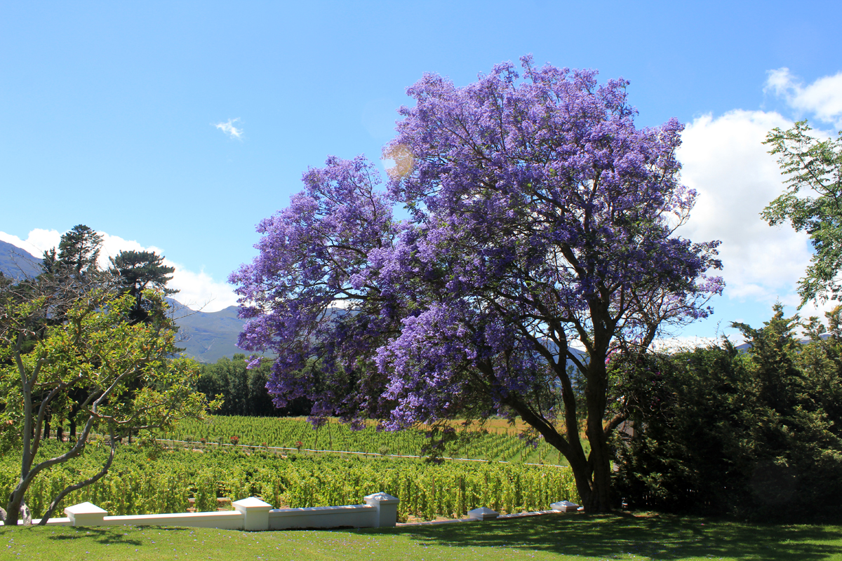 Un joli jacaranda près du Cap