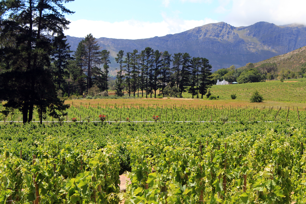 Le vignoble de Franschhoek