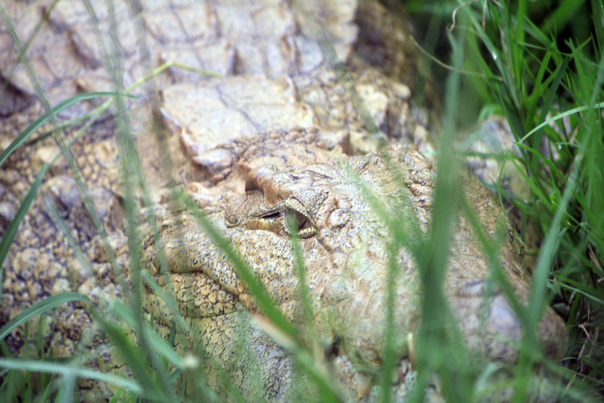 Hluhluwe, un crocodile du Nil