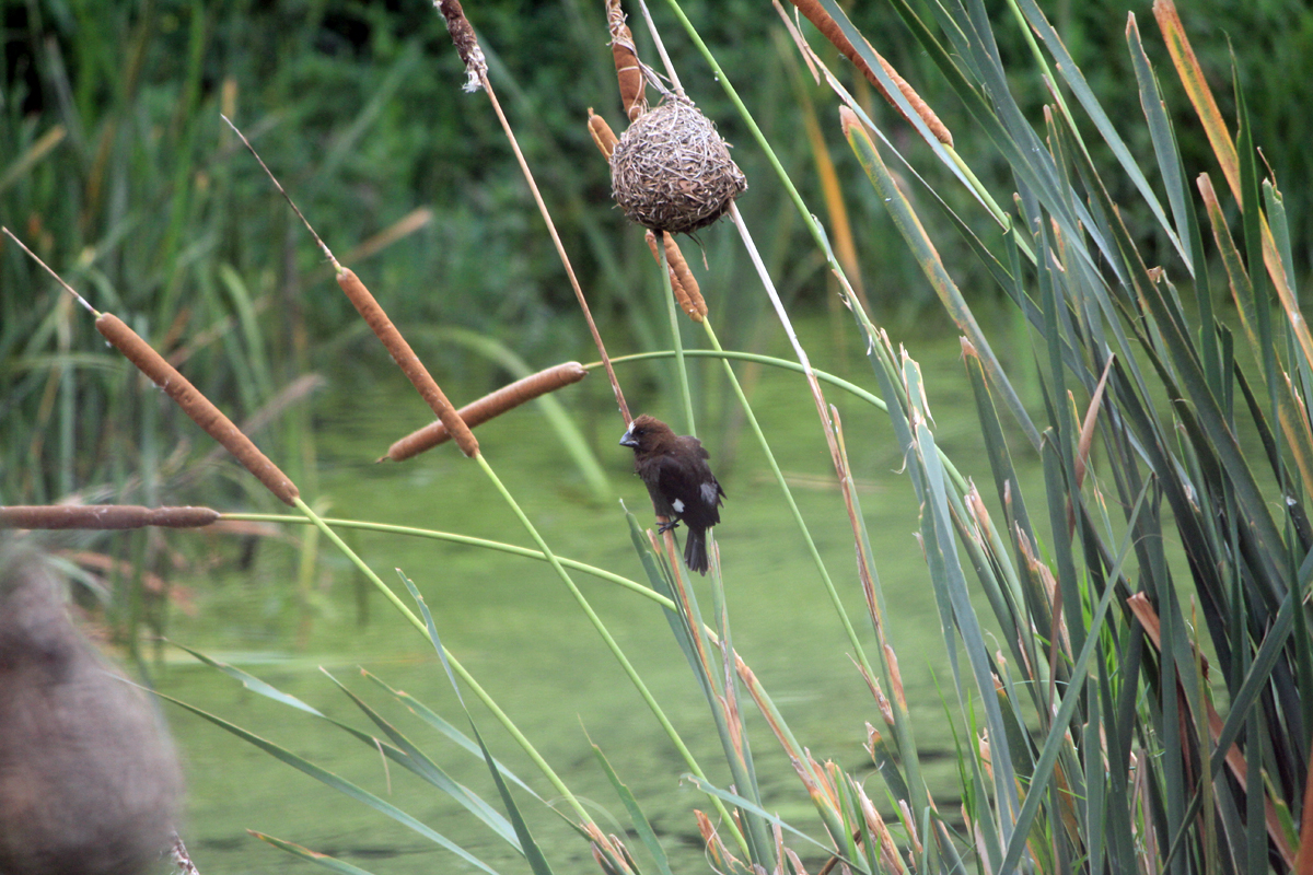 Un oiseau au parc de Hluhluwe