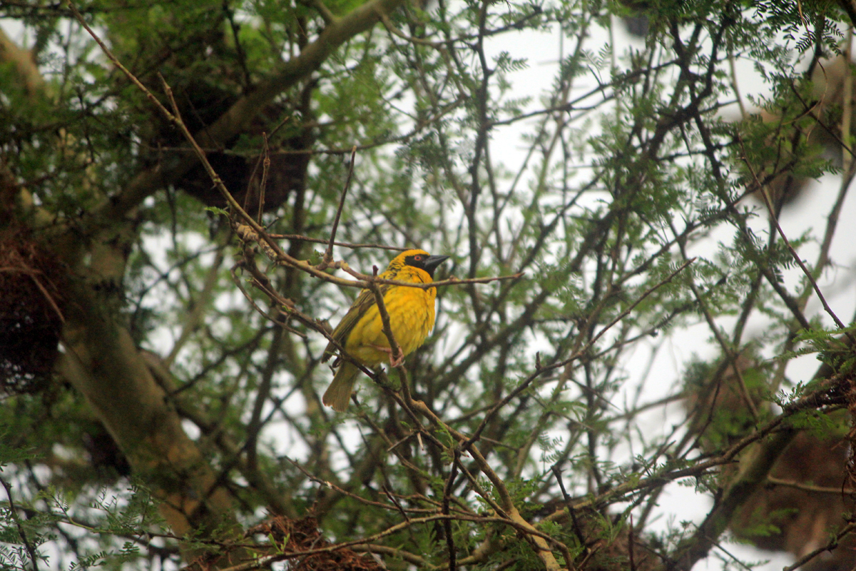 Hluhluwe, tisserin à tête rousse