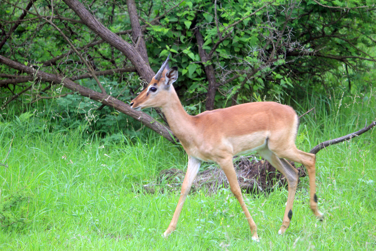 Hluhluwe, impala