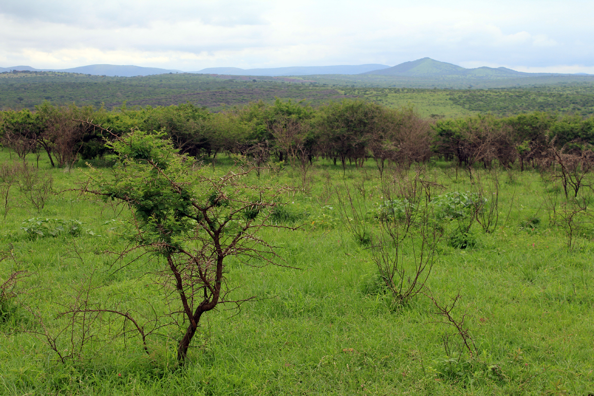 Paysage du parc Hluhluwe