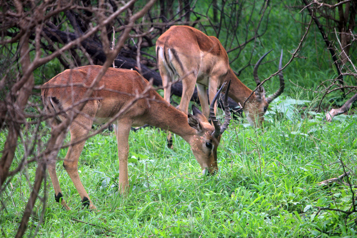 Parc de Hluhluwe, impala