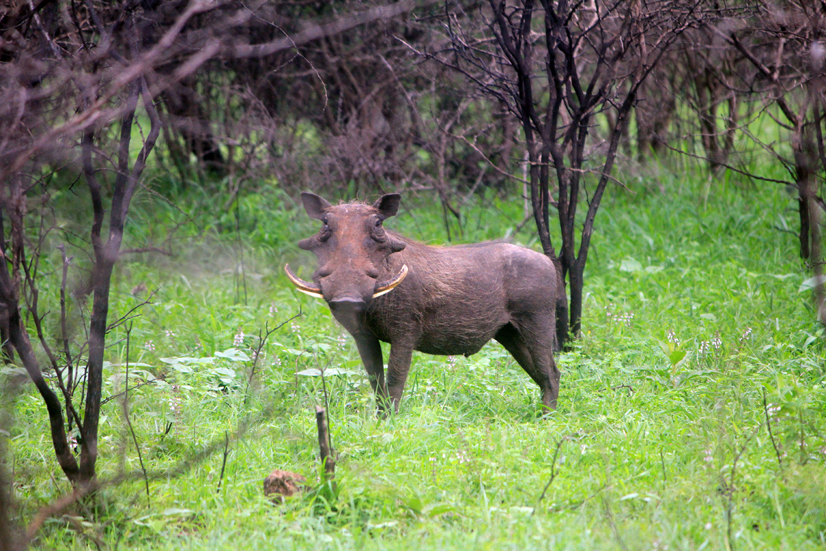 Hluhluwe, phacochère