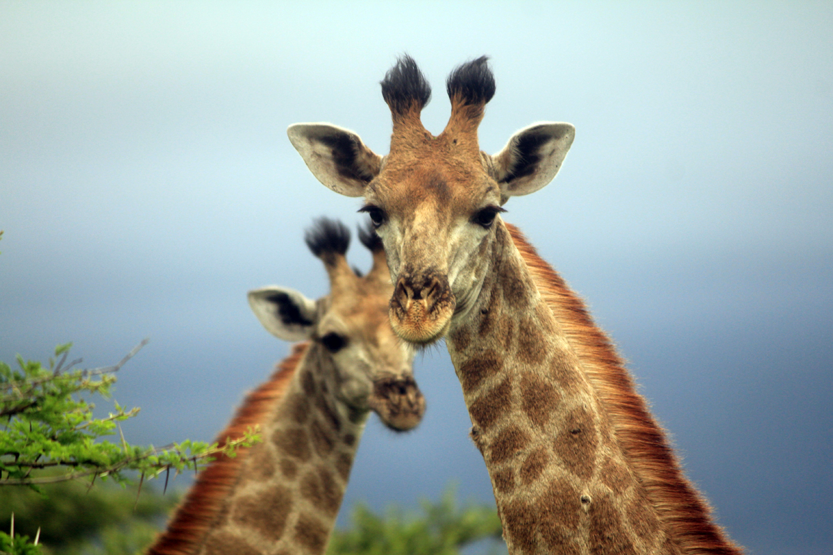 Hluhluwe, girafe