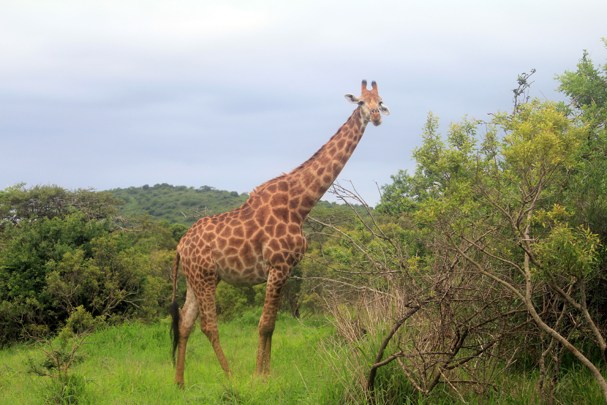 Parc de Hluhluwe, girafe