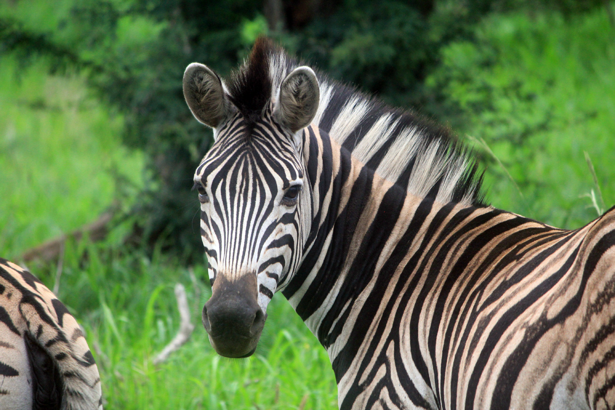 Parc de Hluhluwe, zèbre