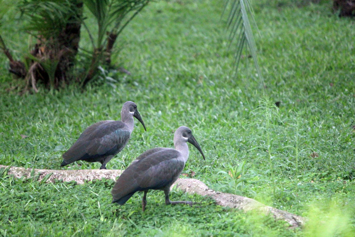 Kruger, ibis hagedash