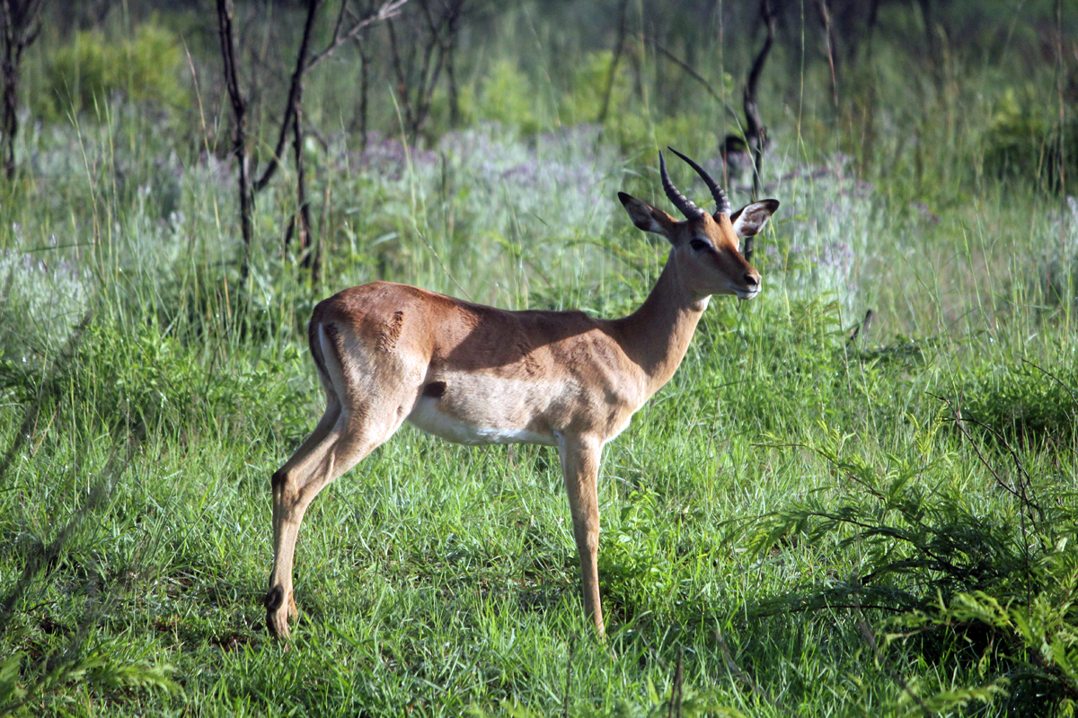 Kruger, impala, Afrique du Sud