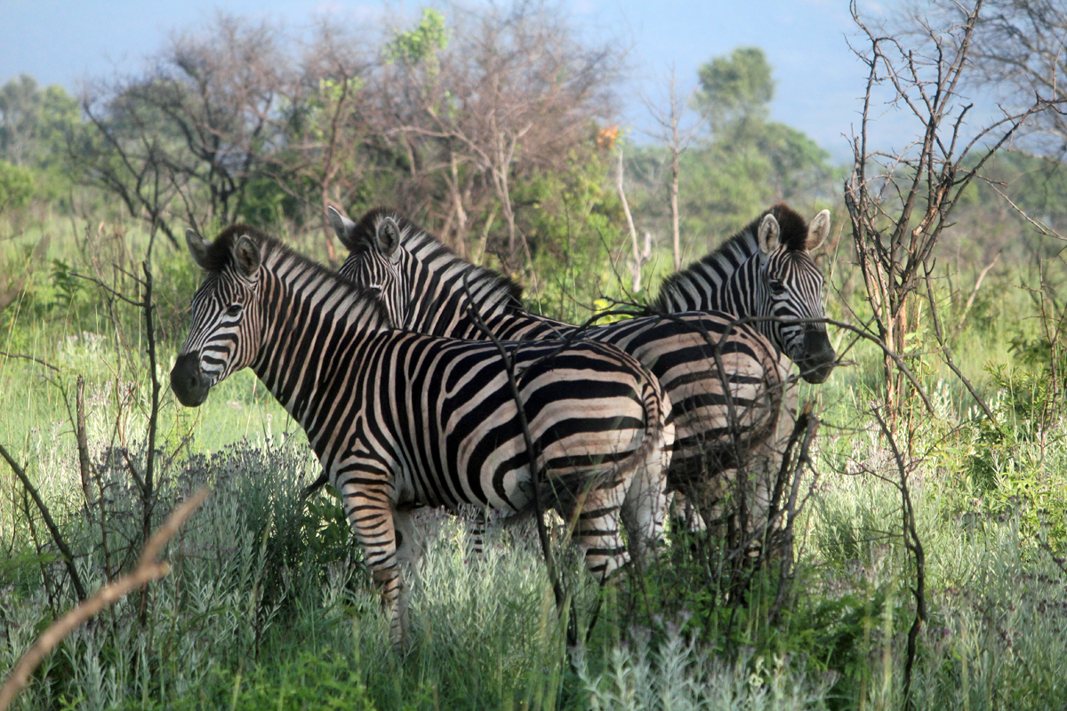 Parc de Kruger, zèbre
