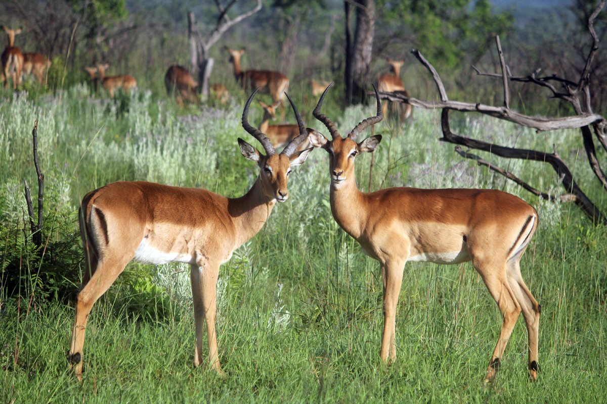 Parc de Kruger, impalas