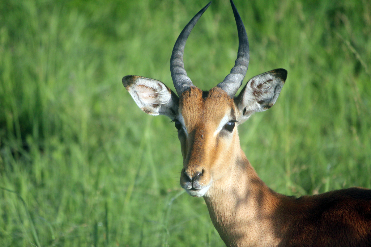 Kruger, impalas, Afrique du Sud