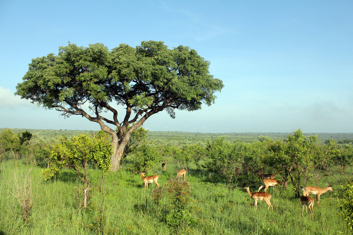 Parc de Kruger, paysage