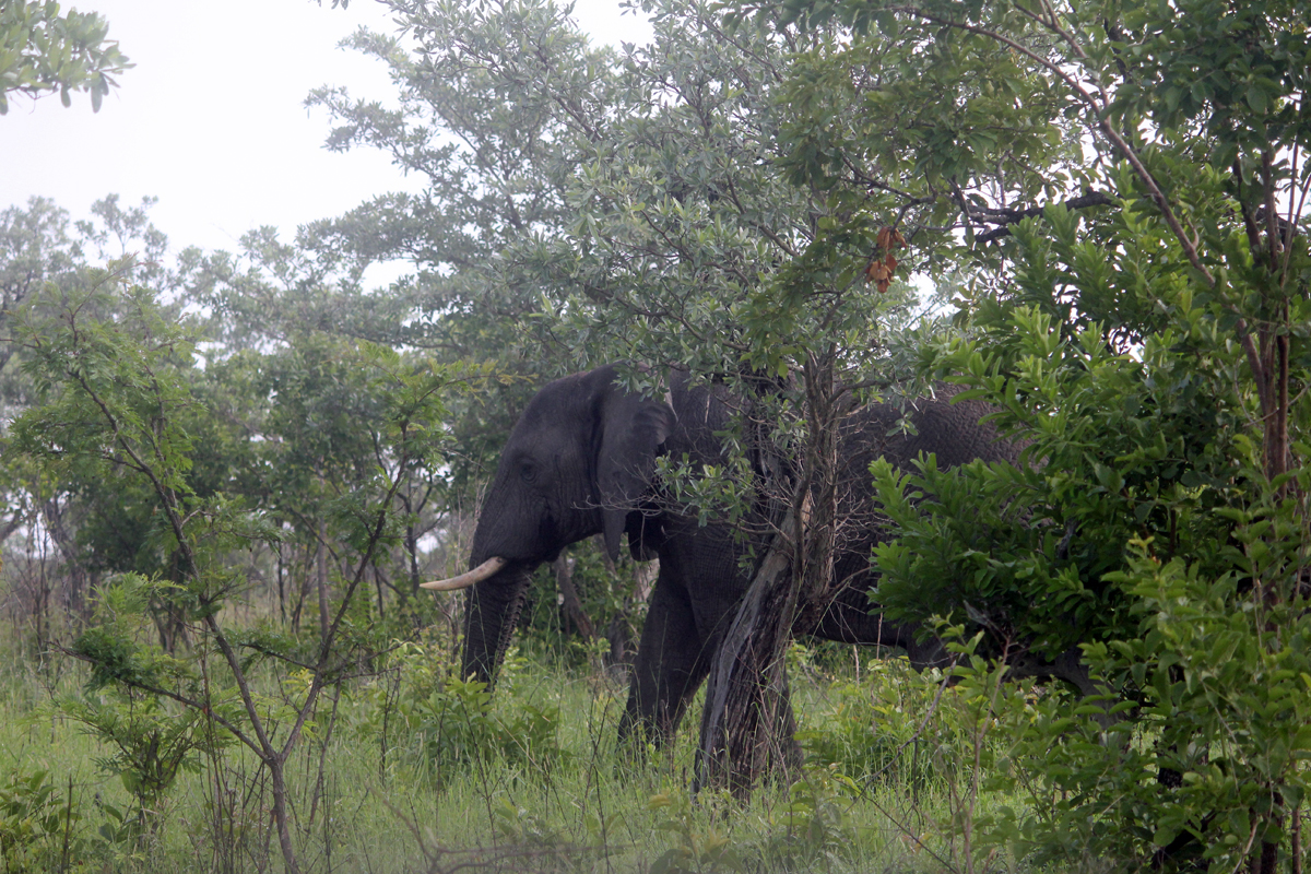 Kruger, éléphant