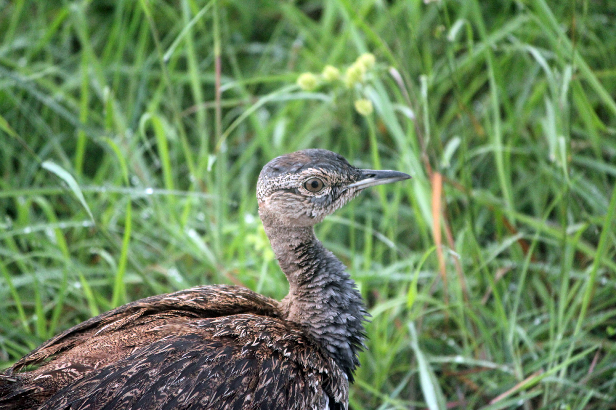 Kruger, outarde kori