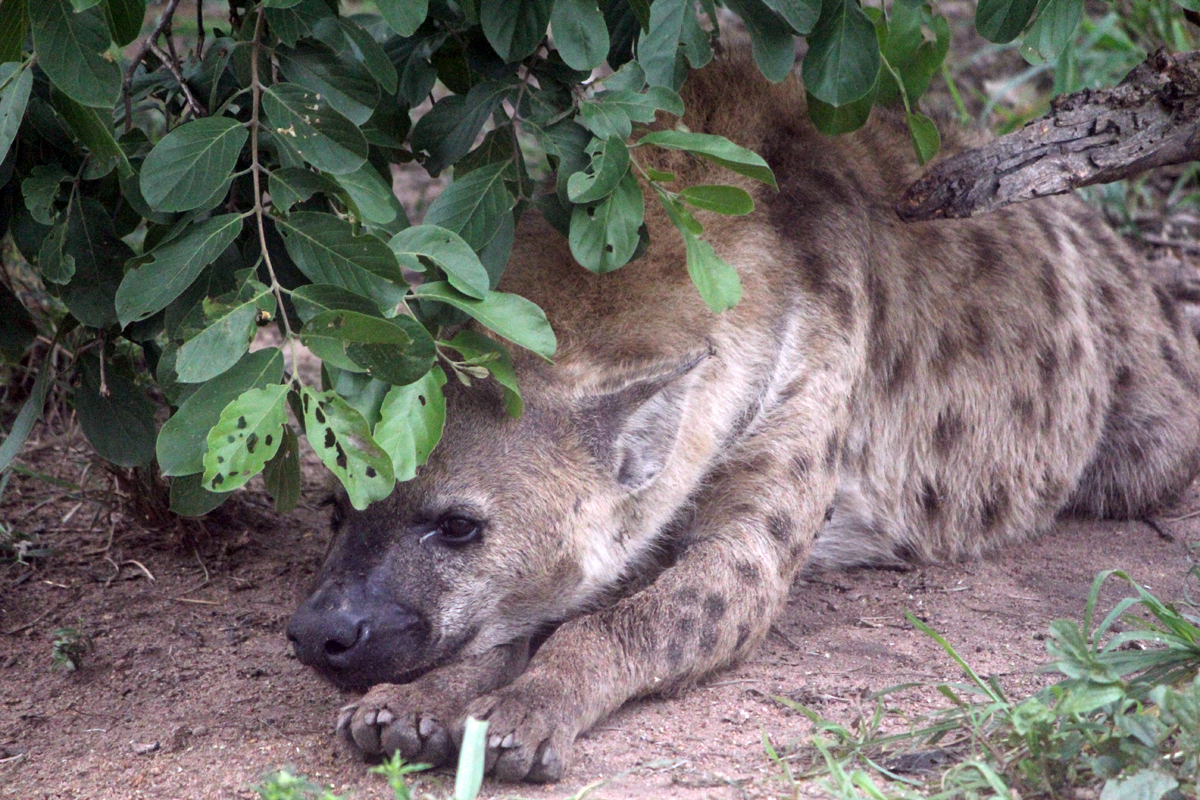 Kruger, hyène