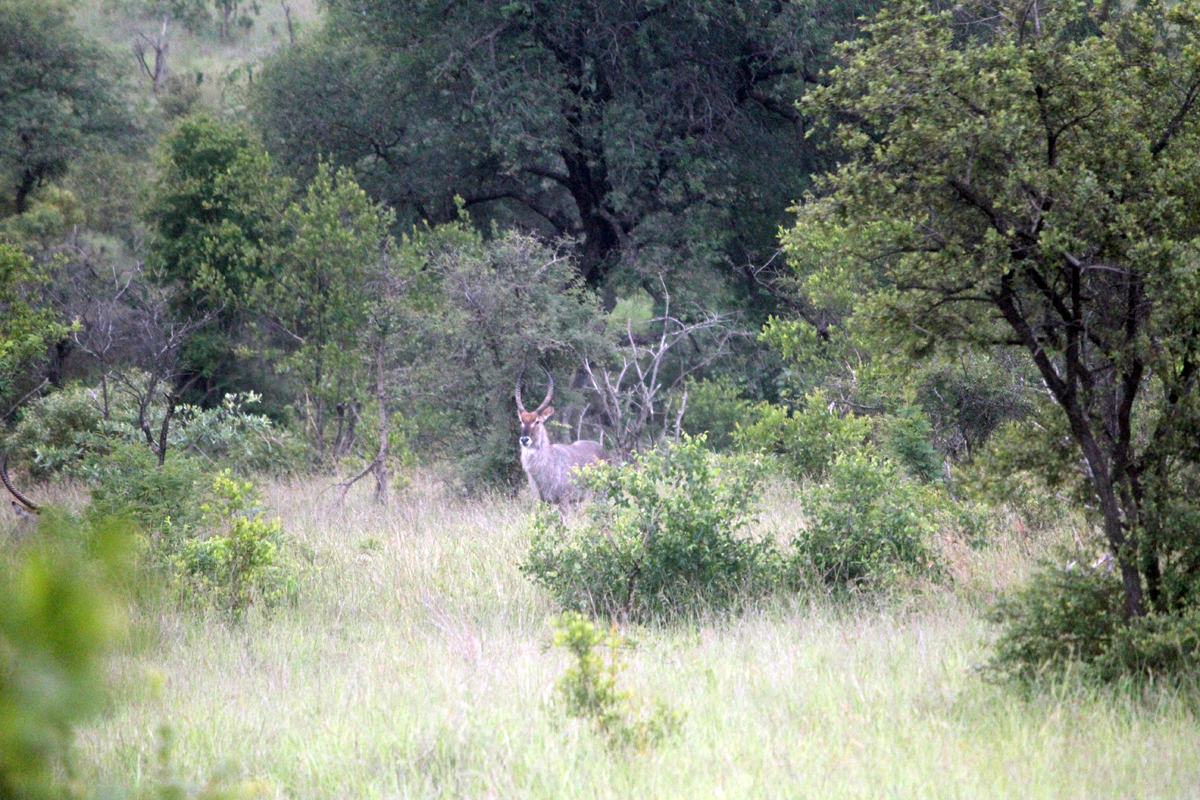 Kruger, éland du cap