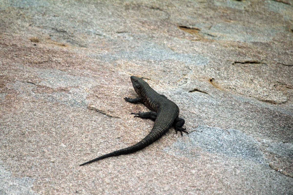 Kruger, lézard