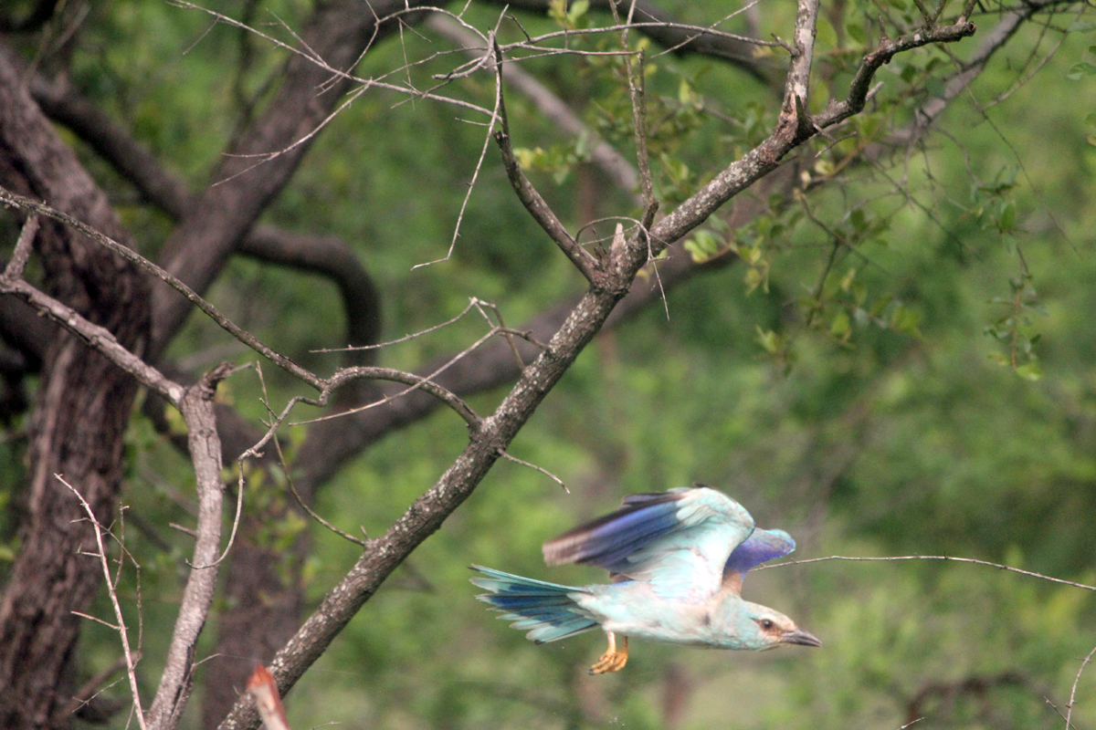 Kruger, rollier à longs brins