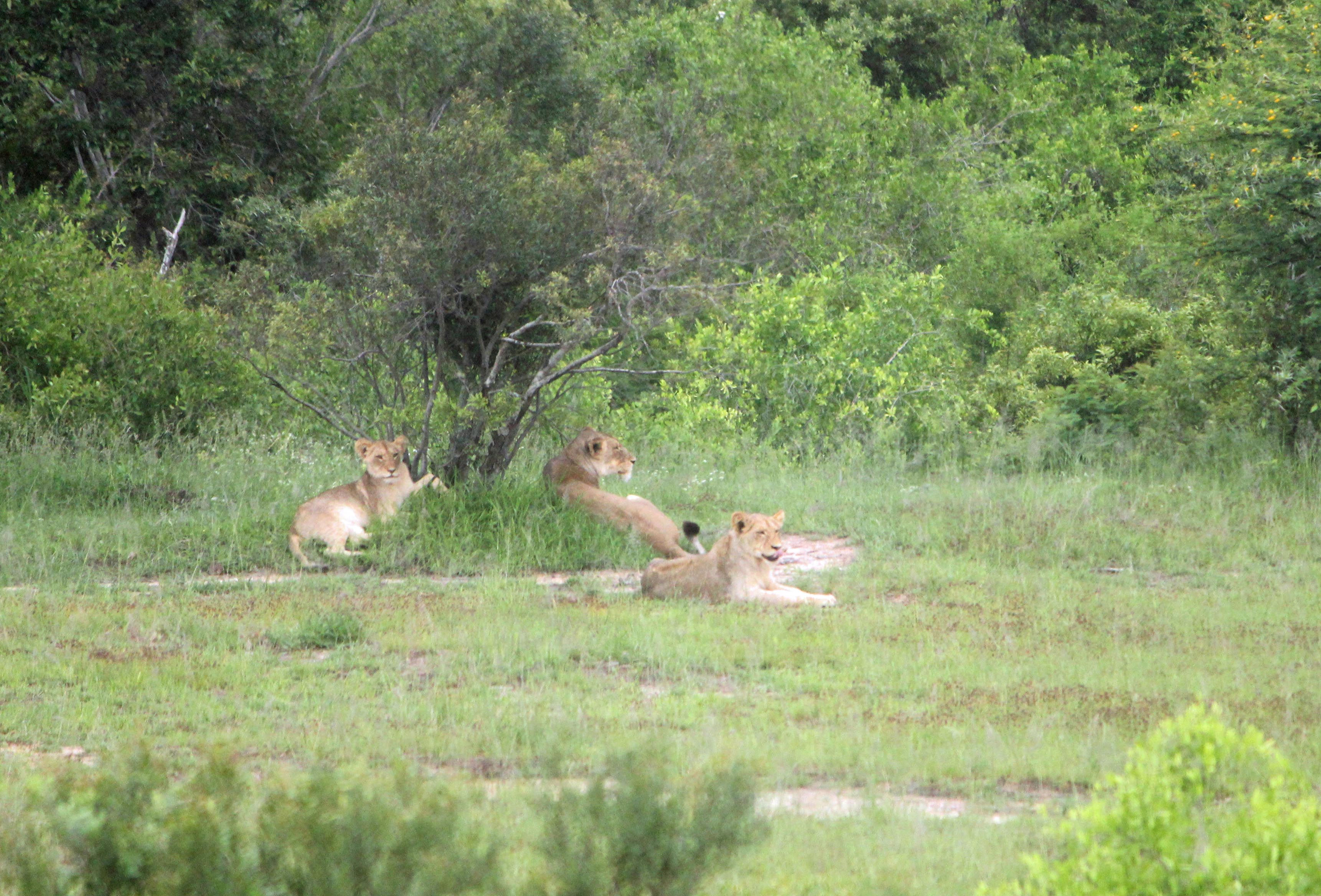Parc de Kruger, lionnes