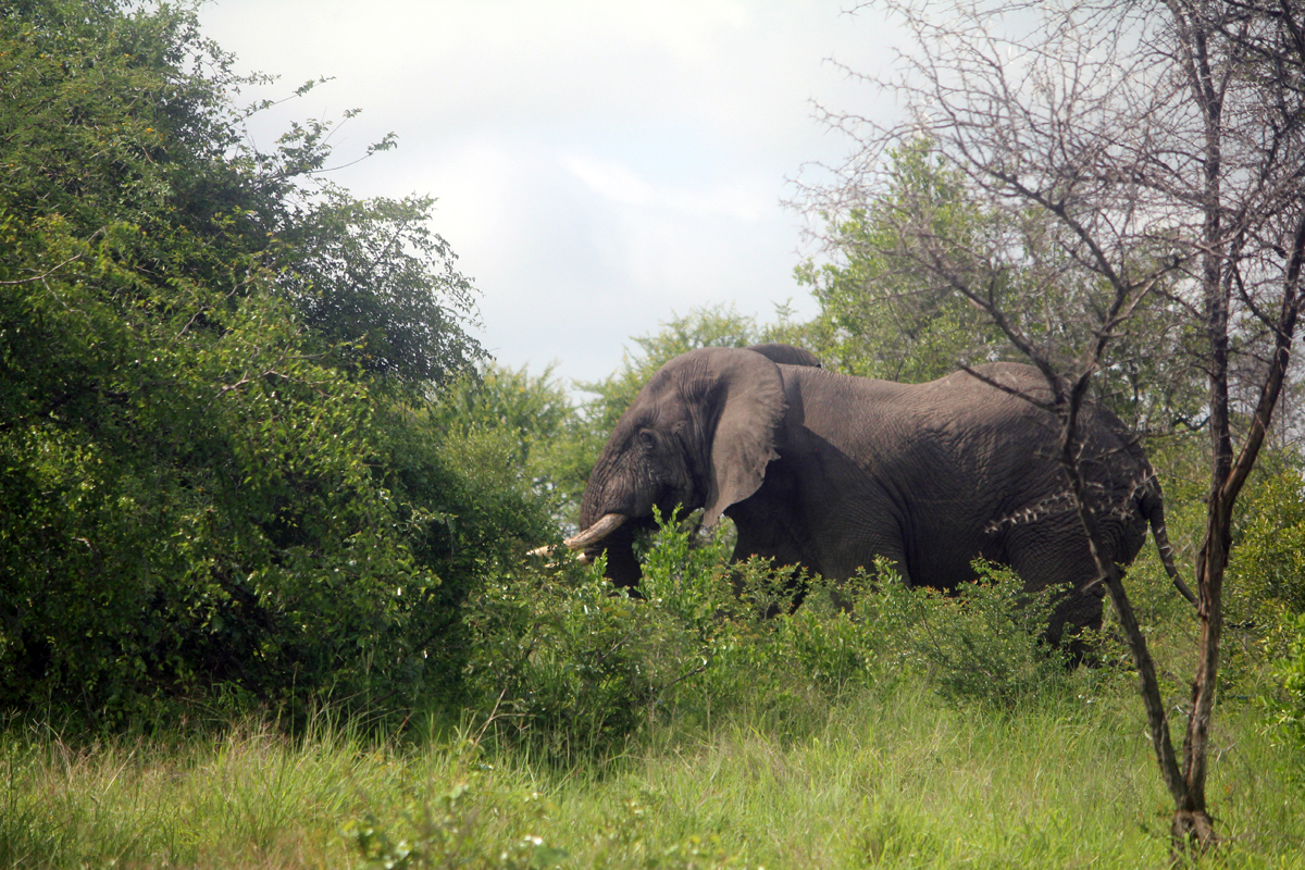 Parc de Kruger, éléphant