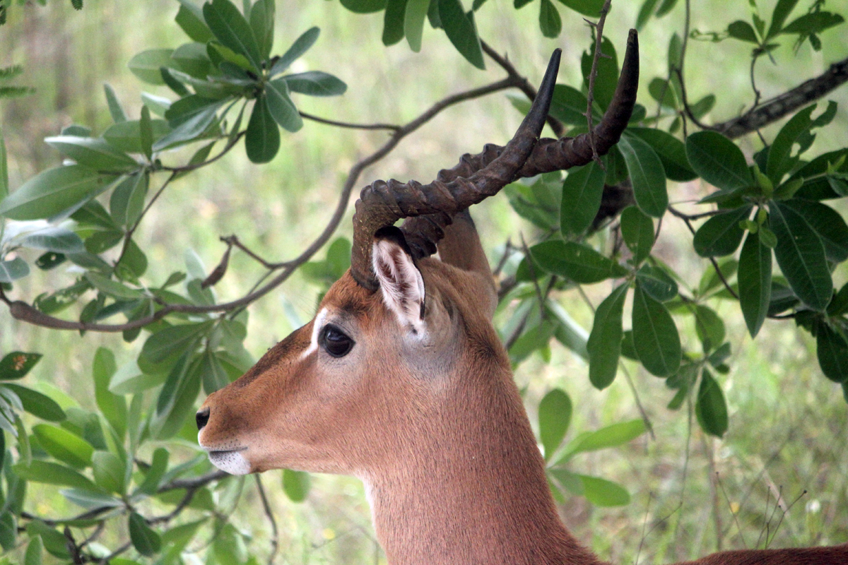 Parc de Kruger, impala
