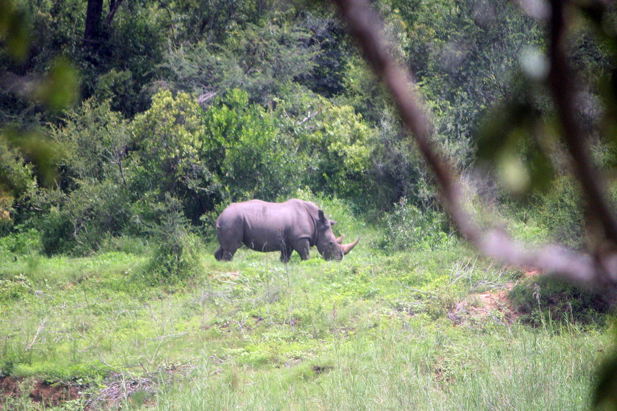 Kruger, rhinocéros