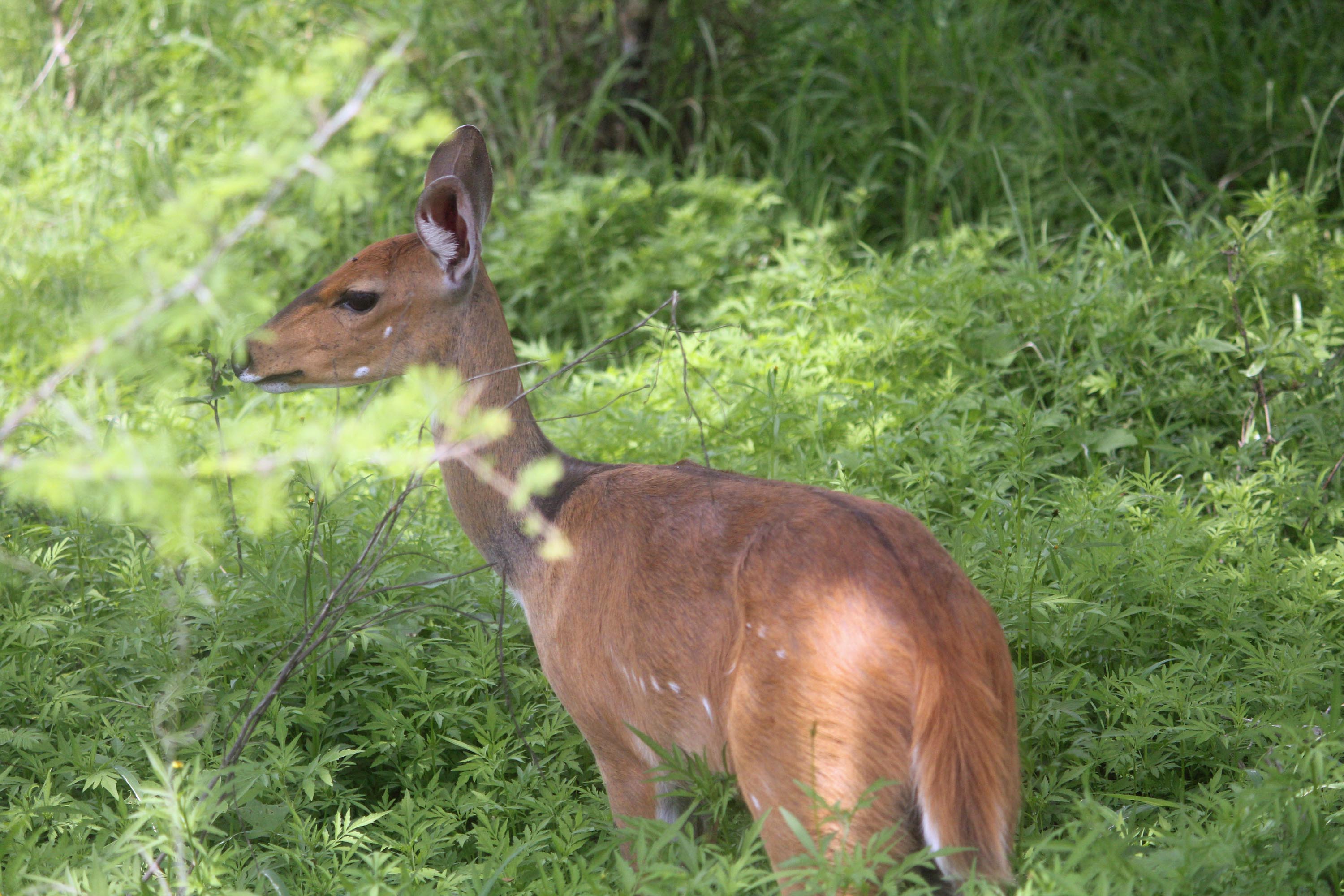 Parc de Kruger, guib harnaché