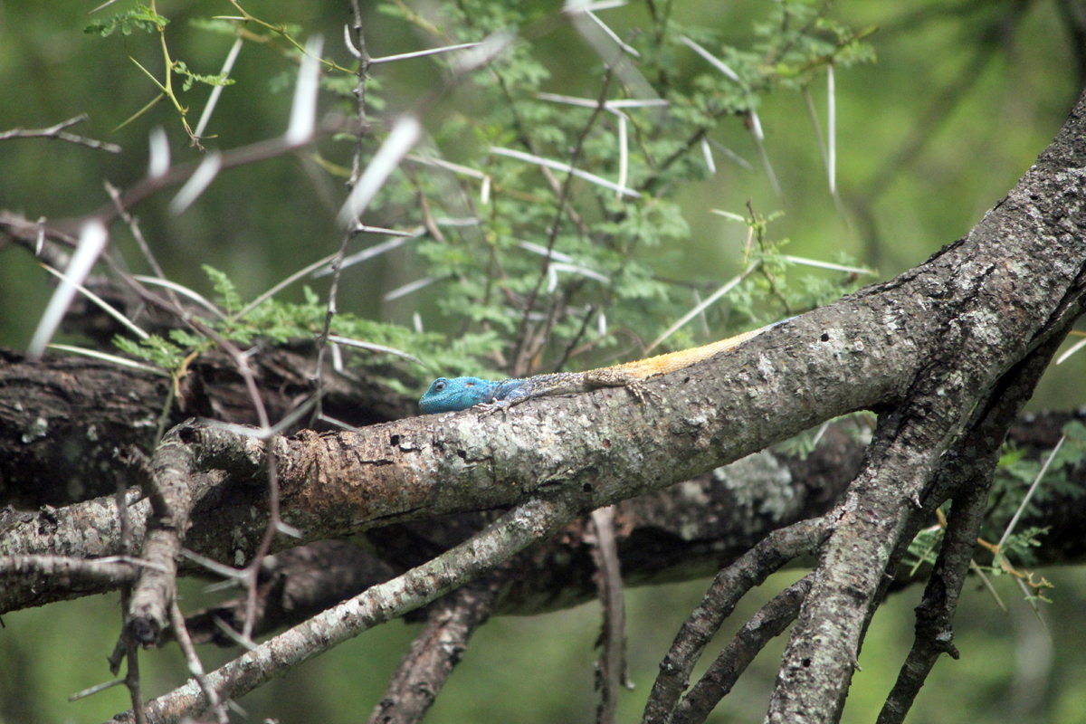 Parc de Kruger, lézard agama