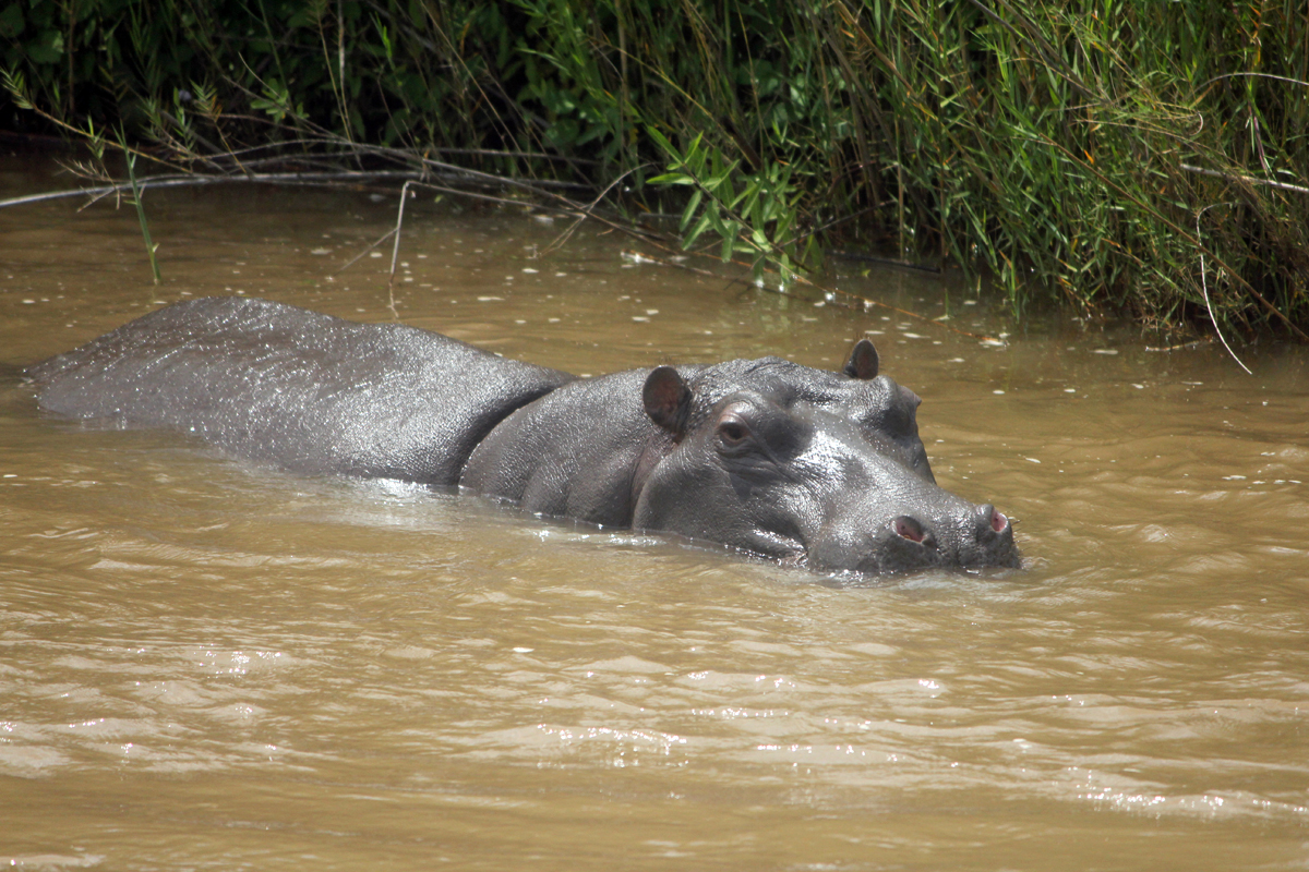 Parc de Kruger, hippopotame