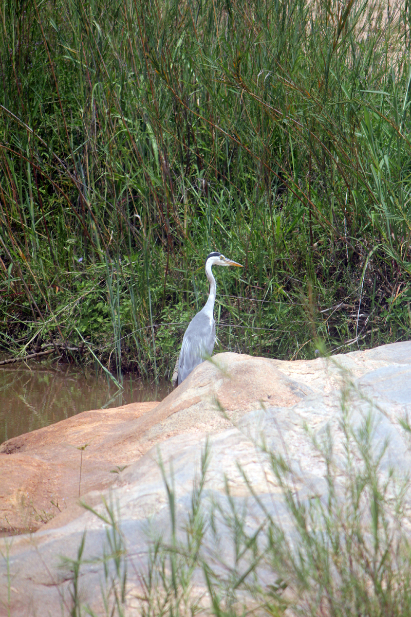 Kruger, héron