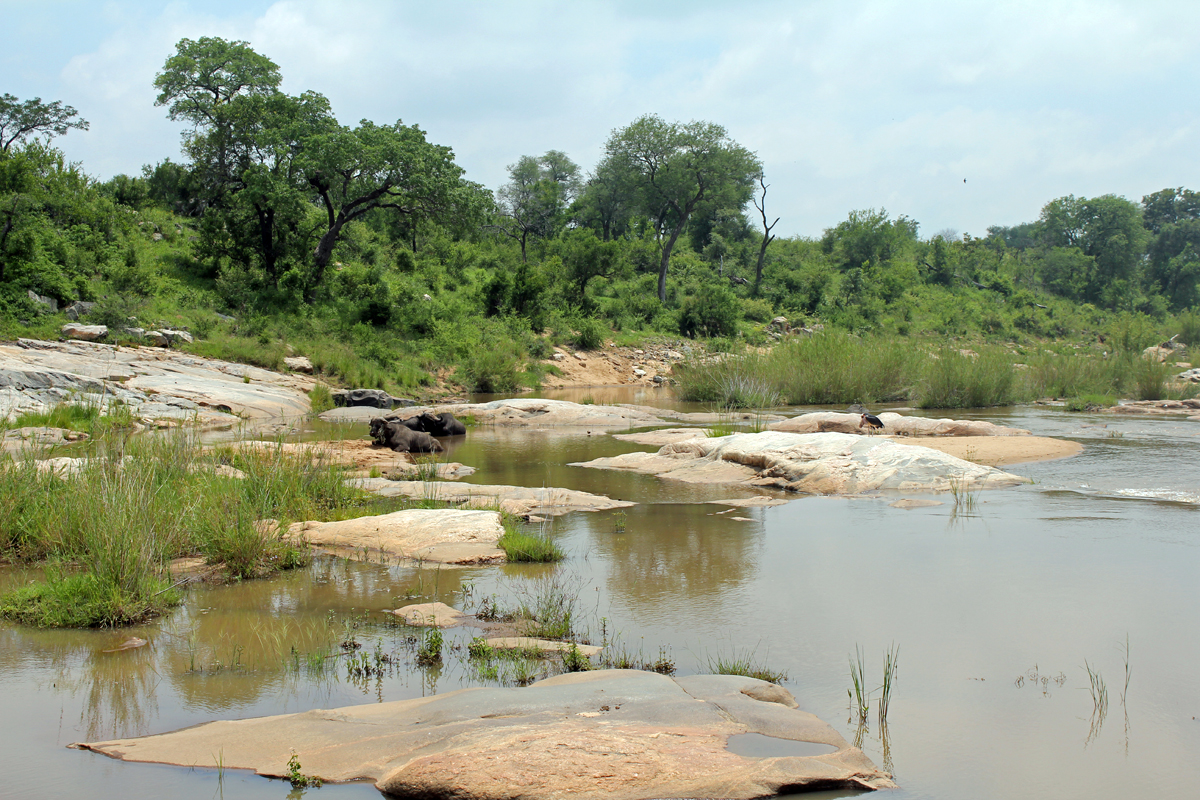 Kruger, rivière, buffles