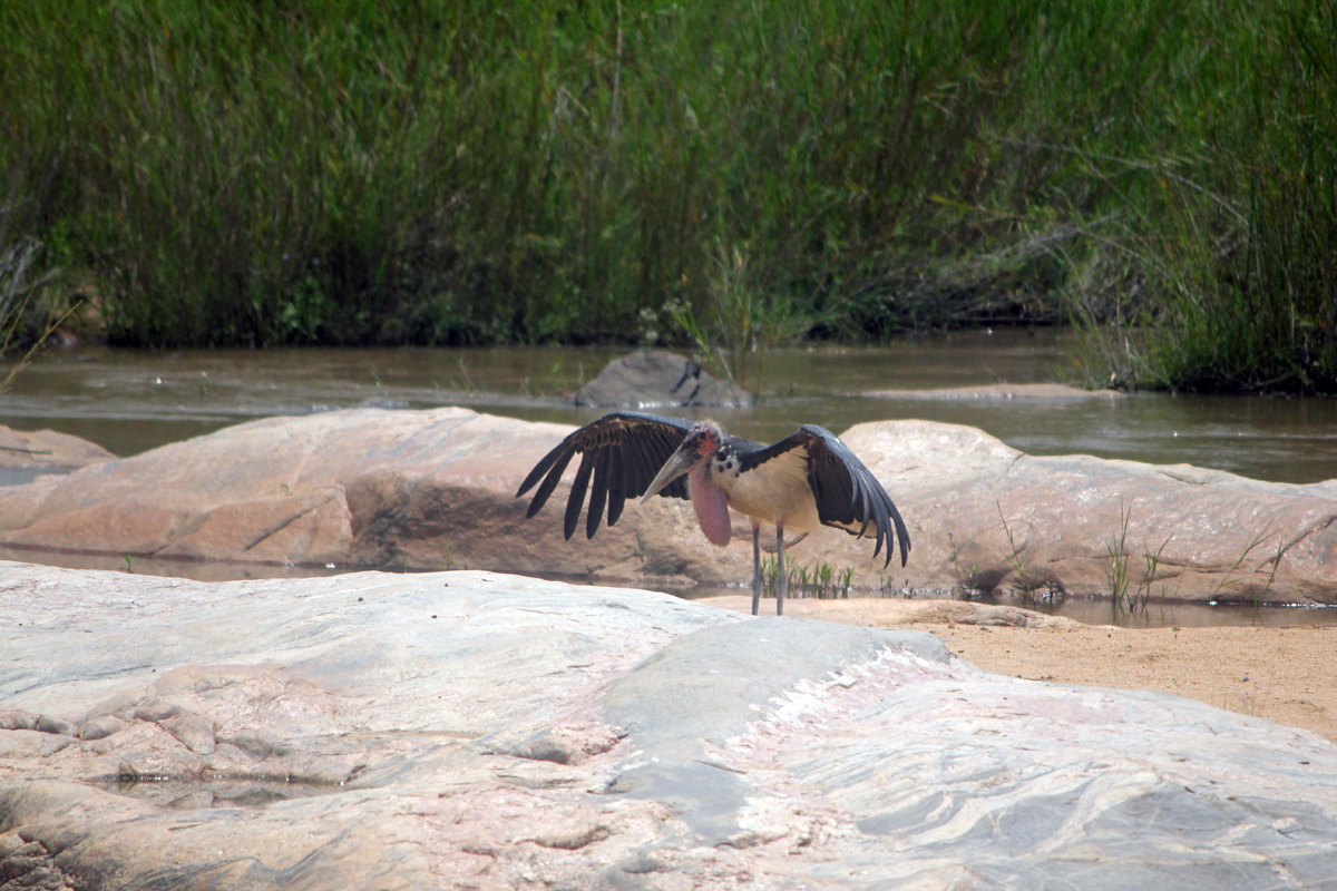 Kruger, marabout