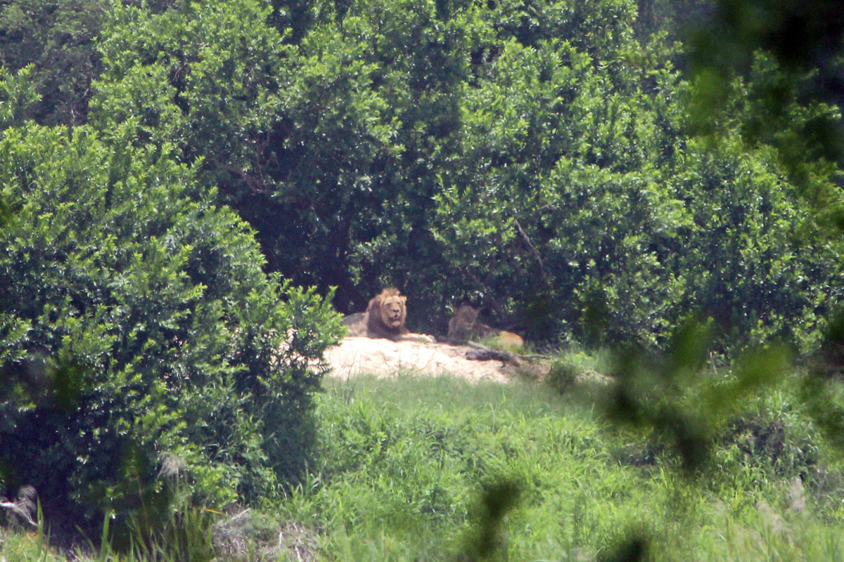 Kruger, lion