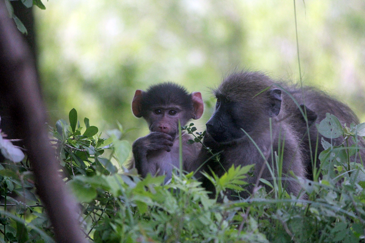 Kruger, babouin, bébé
