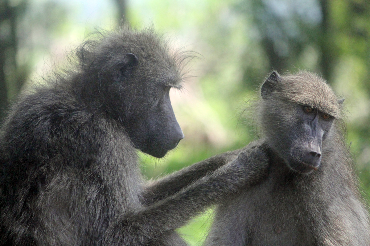 Kruger, babouin