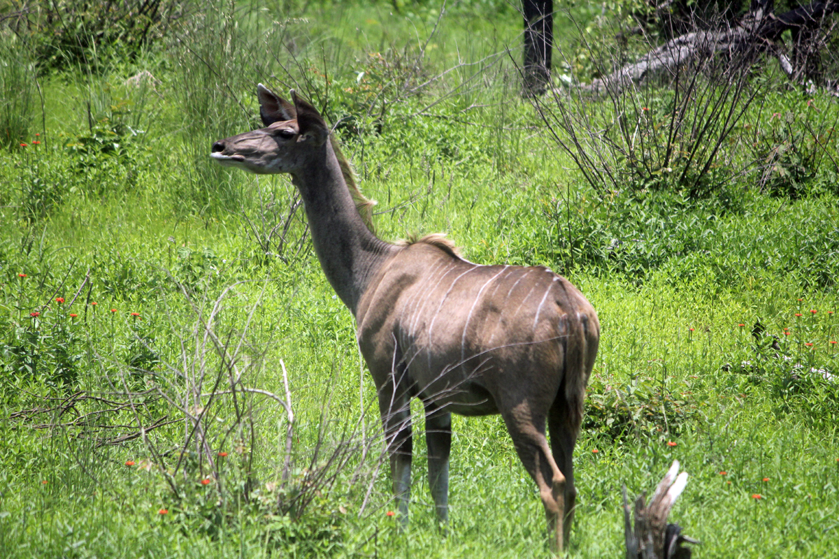 Kruger, éland femelle