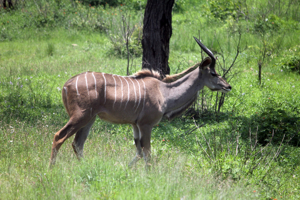 Kruger, éland mâle