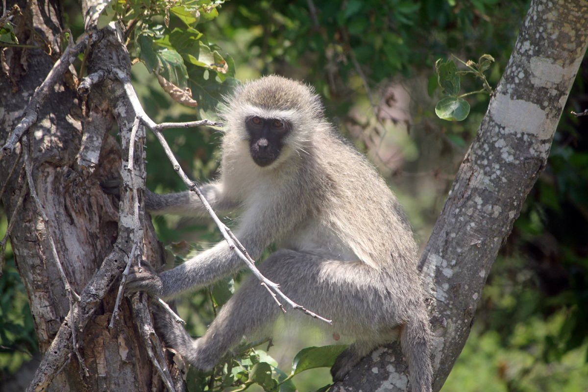 Kruger, vervet